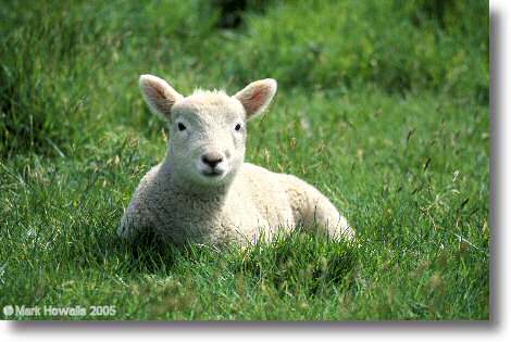 Lamb
