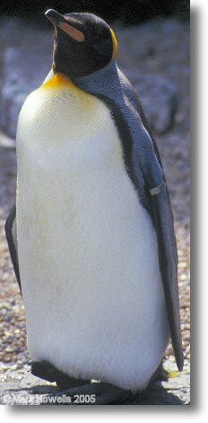Penguin