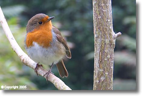 Robin